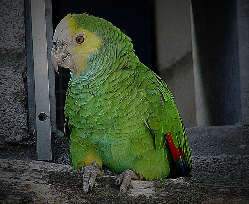 Blue Fronted Amazon Parrots - blue fronted amazon for sale