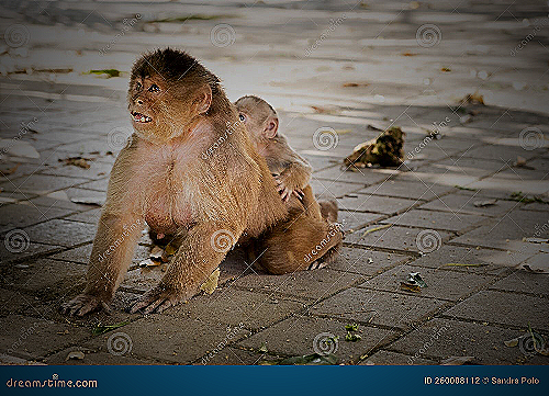 Capuchin Monkey Breast - amazon capuchin monkey breasts