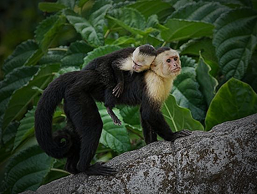 Capuchin Monkey - amazon capuchin monkey breasts
