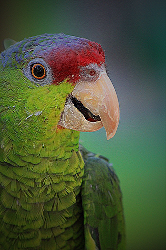 Lilac Crowned Parrot - amazon lilac crowned parrot